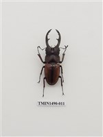 藏品(兩點赤鍬形蟲)的圖片